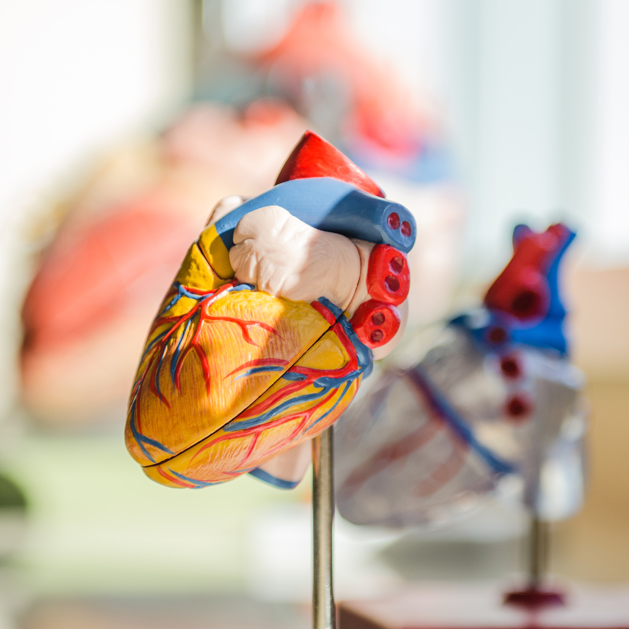 max heart rate Dr. Stephen Seiler