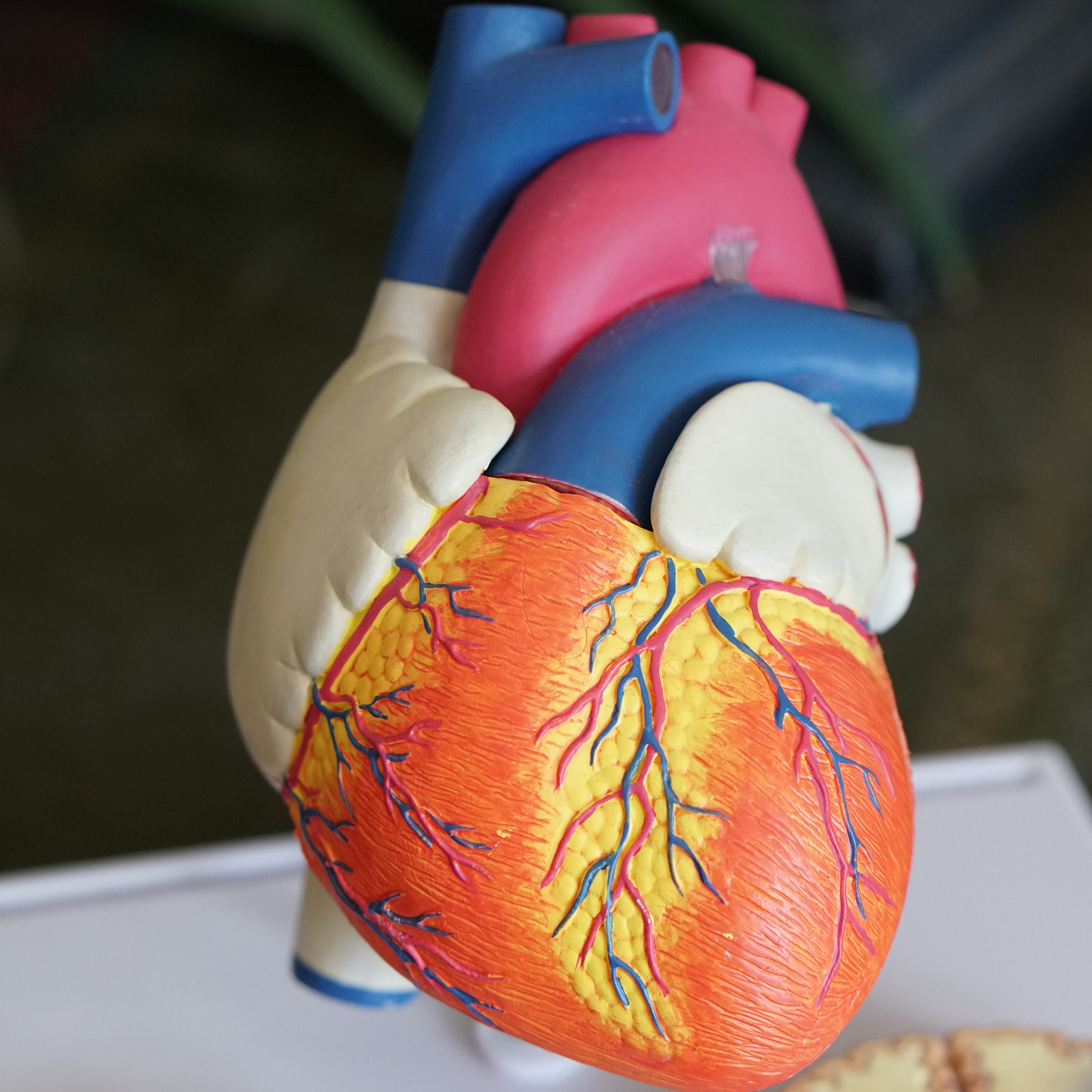 Finding Max Heart Rate with Dr. Stephen Seiler, Heart Graphic from Unsplash