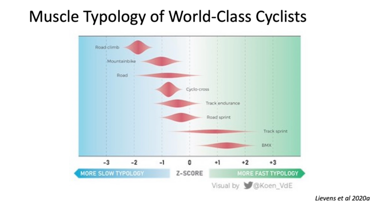 Athlete Muscle Fiber Type