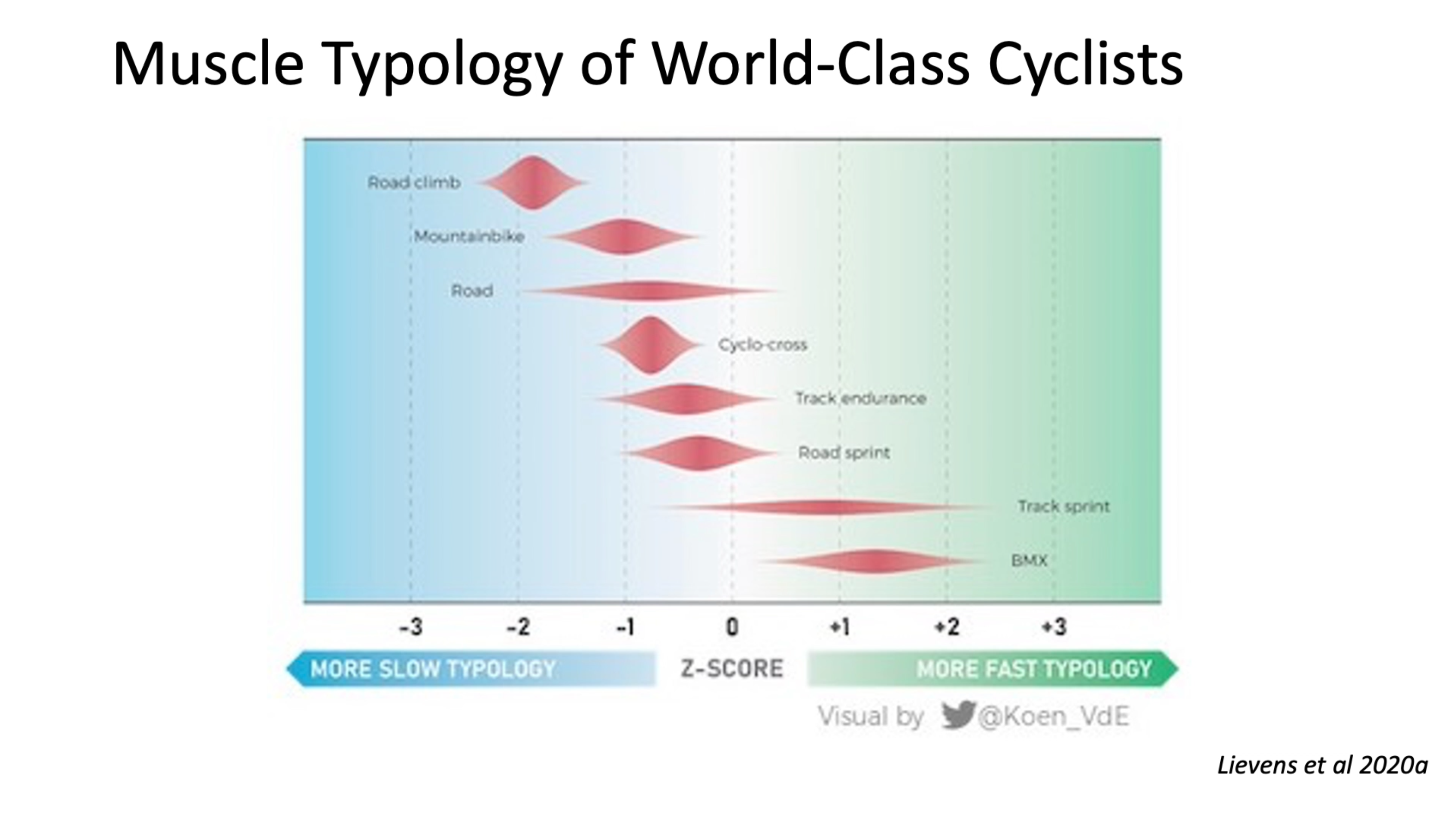 Athlete Muscle Fiber Type