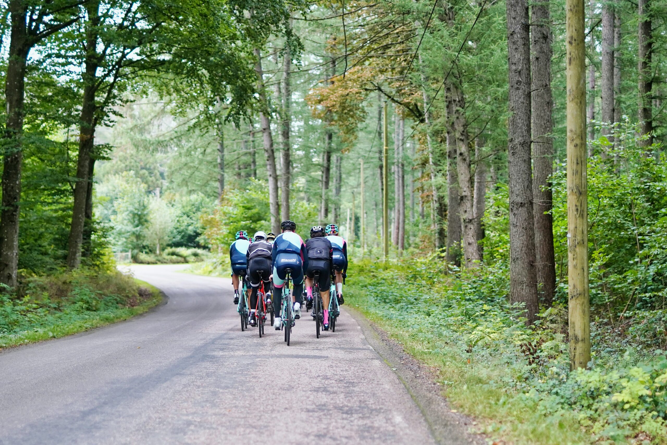 A group of cyclists rides through forest