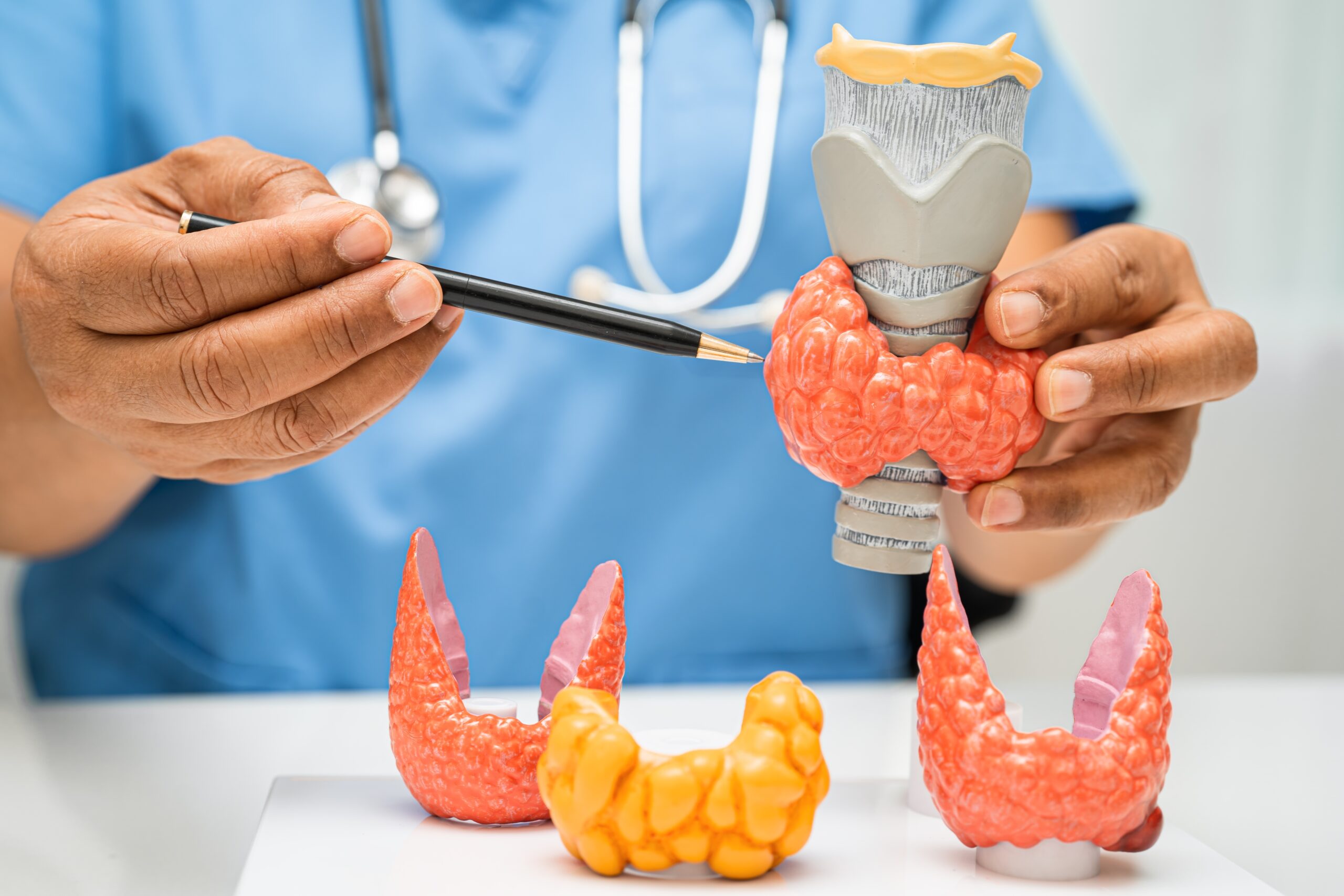 The endocrine system