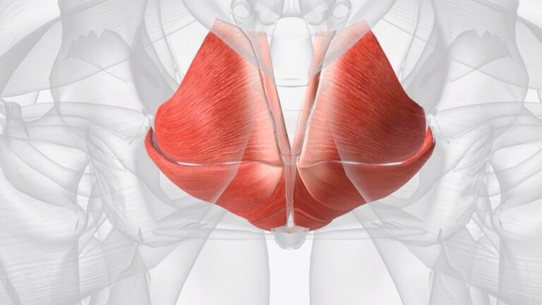 illustration of pelvic floor anatomy